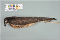 藏品(鳳頭蒼鷹)的圖片